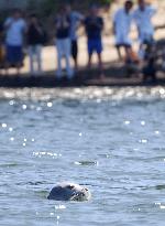 Seal seen swimming in Tokyo's Tama River